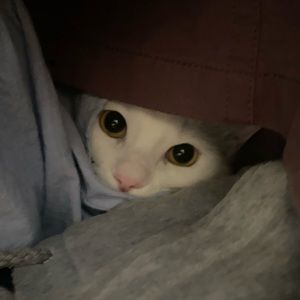 Meet your Posher, Irene